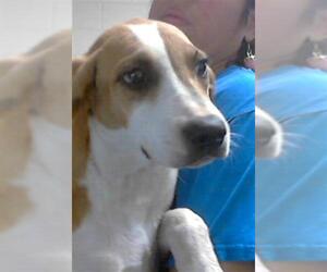 Treeing Walker Coonhound-Unknown Mix Dogs for adoption in Fayetteville, NC, USA