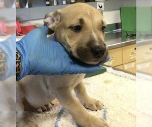 American Pit Bull Terrier Dogs for adoption in Riverside, CA, USA