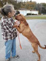 Bloodhound Dogs for adoption in Colleyville, TX, USA