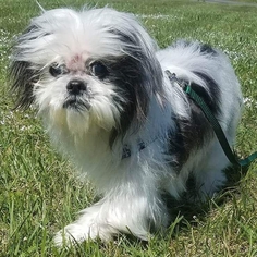 Shih Tzu Dogs for adoption in Rustburg, VA, USA