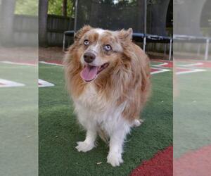 Australian Shepherd Dogs for adoption in Camp Hill, PA, USA