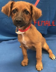 Chiweenie Dogs for adoption in Sterling, MA, USA