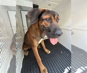 Shepradors Dogs for adoption in San Bernardino, CA, USA