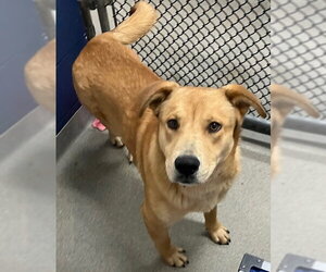 Mutt Dogs for adoption in Sterling, MA, USA