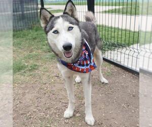 Huskies -Unknown Mix Dogs for adoption in San Antonio, TX, USA