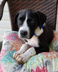Boxador Dogs for adoption in Scottsboro, AL, USA
