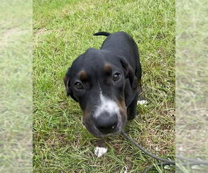 Pointer-Unknown Mix Dogs for adoption in Tarrytown, GA, USA