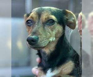 Dachshund Dogs for adoption in Salinas, CA, USA