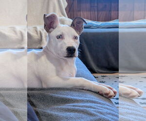 Siberian Husky-Staffordshire Bull Terrier Mix Dogs for adoption in Aurora, CO, USA