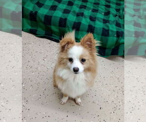 Pomeranian-Unknown Mix Dogs for adoption in York, SC, USA