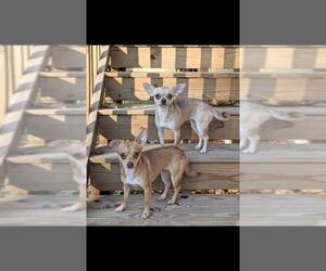 Chihuahua Dogs for adoption in Rural Hall, NC, USA