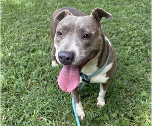 Mutt Dogs for adoption in Boston, MA, USA