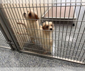 Maltese-Norfolk Terrier Mix Dogs for adoption in New Orleans, LA, USA