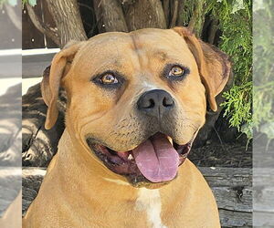 Bulldog Dogs for adoption in Albuquerque, NM, USA