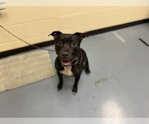 American Pit Bull Terrier Dogs for adoption in Denver, CO, USA