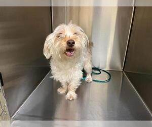 Maltese-Unknown Mix Dogs for adoption in Orange, CA, USA