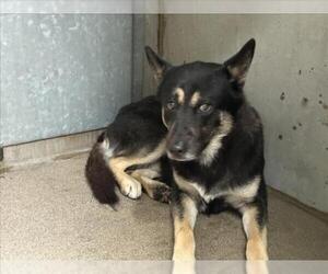 German Shepherd Dog Dogs for adoption in San Bernardino, CA, USA
