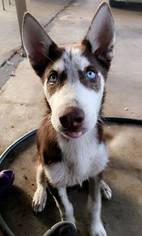 Alaskan Husky Dogs for adoption in Killeen, TX, USA