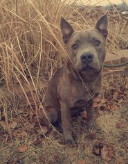 American Pit Bull Terrier-Chow Chow Mix Dogs for adoption in Valley Falls, KS, USA