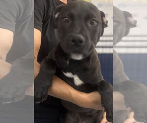 Mutt Dogs for adoption in Royal Palm Beach, FL, USA