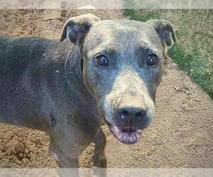 American Staffordshire Terrier-Doberman Pinscher Mix Dogs for adoption in Tallahassee, FL, USA