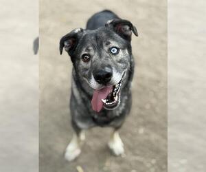 Siberian Husky-Unknown Mix Dogs for adoption in West Valley, UT, USA