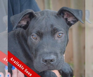 American Bulldog-Unknown Mix Dogs for adoption in Huntley, IL, USA