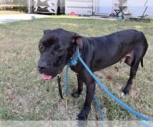 American Staffordshire Terrier-Unknown Mix Dogs for adoption in Grand Prairie, TX, USA