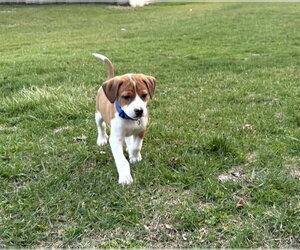 Bogle Dogs for adoption in Mechanicsburg, PA, USA