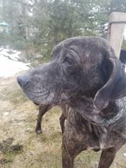 Plott Hound Dogs for adoption in Spirit Lake, ID, USA