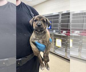 Rottweiler-Unknown Mix Dogs for adoption in Grand Prairie, TX, USA