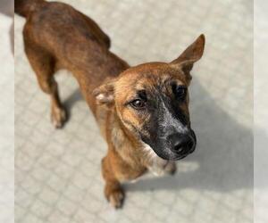 American Pit Bull Terrier-Unknown Mix Dogs for adoption in Tulsa, OK, USA