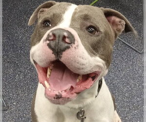 Mutt Dogs for adoption in Anchorage, AK, USA