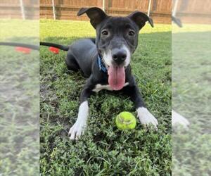 Labrador Retriever-Unknown Mix Dogs for adoption in Plano, TX, USA