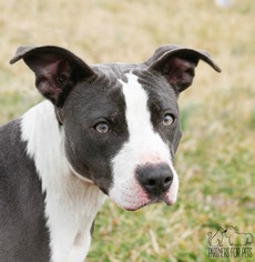 American Pit Bull Terrier Dogs for adoption in Troy, IL, USA
