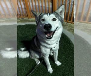Siberian Husky-Unknown Mix Dogs for adoption in Las Vegas, NV, USA