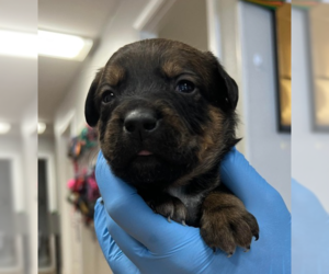 Labrador Retriever-Unknown Mix Dogs for adoption in Bolivar, MO, USA