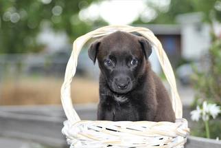 Medium Photo #1 Collie-Labrador Retriever Mix Puppy For Sale in Sandy, UT, USA