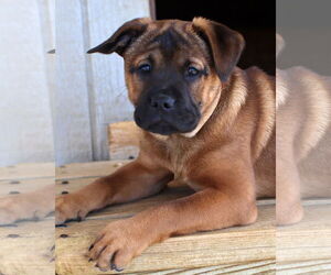 Labrador Retriever-Unknown Mix Dogs for adoption in Green Forest, AR, USA