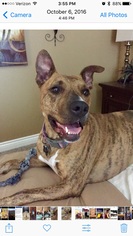 Small American Staffordshire Terrier-Greyhound Mix