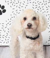 Poodle (Toy) Dogs for adoption in Campbell, CA, USA