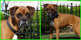 Boxer Dogs for adoption in Dublin, VA, USA