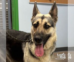 German Shepherd Dog Dogs for adoption in Washington, DC, USA
