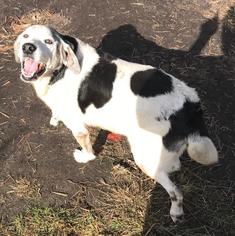 Labrador Retriever-Unknown Mix Dogs for adoption in Pembroke, GA, USA