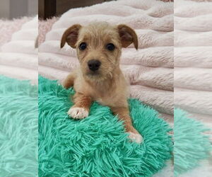 Chi-Poo (Miniature) Dogs for adoption in San Diego, CA, USA