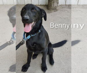 Labrador Retriever-Unknown Mix Dogs for adoption in Linton, IN, USA