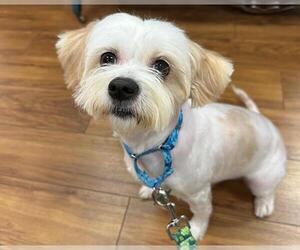 Shih Tzu Dogs for adoption in Santa Rosa, CA, USA