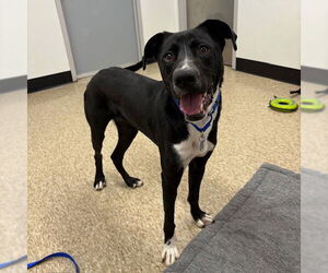 Labrador Retriever-Unknown Mix Dogs for adoption in Boston, MA, USA