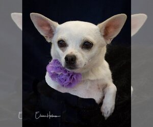 Chihuahua Dogs for adoption in Phelan, CA, USA