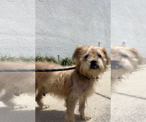 Border Terrier-Norfolk Terrier Mix Dogs for adoption in Sanford, FL, USA